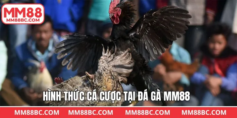 Các thể thức thi đấu chọi kê phổ biến